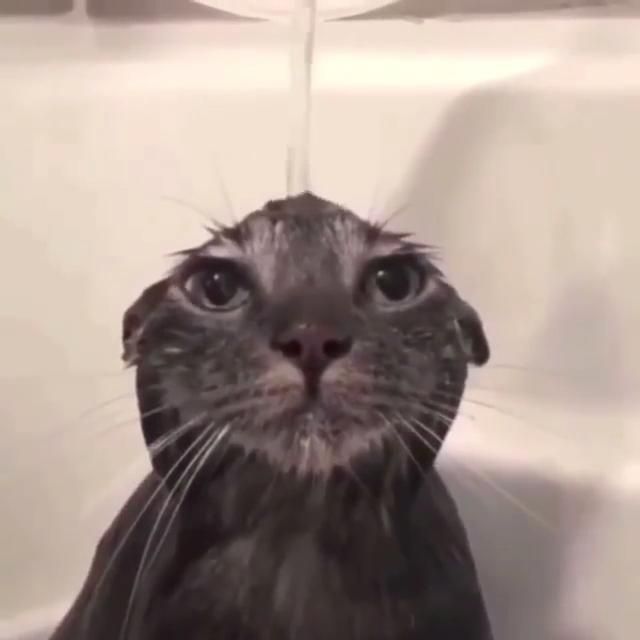 Cybercat 4